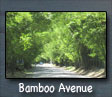 Bamboo Avenue (Holland Bamboo)